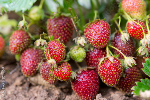 Konstfotografi Red strawberries ripen under the green leaves in garden.