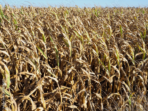 France, agriculture corn field dessicated