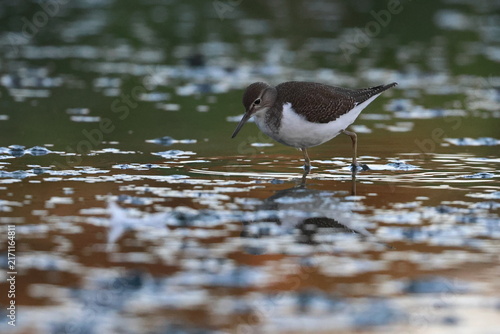 Obraz na płótnie common sandpiper
