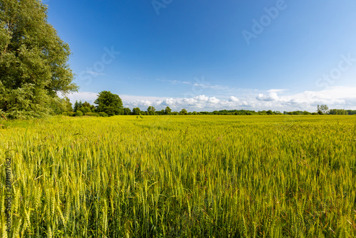 Konstfotografi A vast rural landscape with a lush green grain field under a blue, slightly cloudy sky, Poland