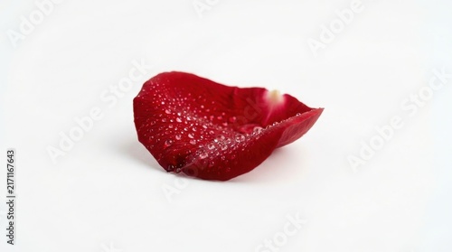 Single red rose petal completely covered in fine water droplets isolated with dew drops flower petal wet petal white background vibrant red botanical droplets isolated romantic valentines