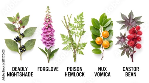 Poisonous plants collection including foxglove and deadly nightshade on white background.