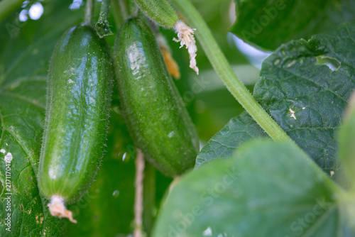 The bush cucumbers hang on the trellis in the garden .