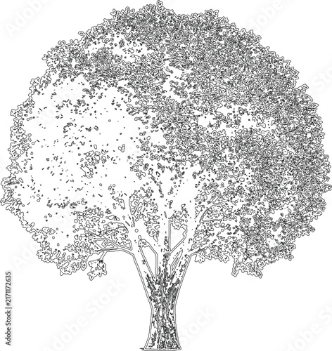Detailed black and white tree