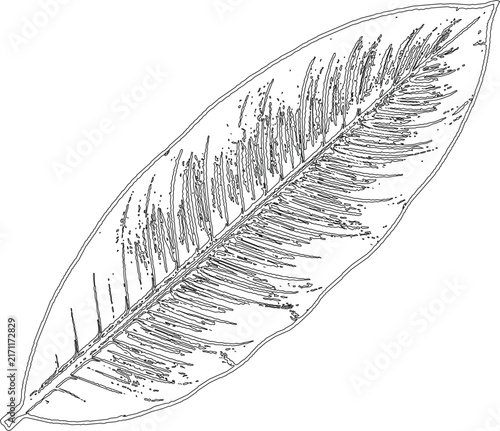 Detailed tropical banana leaf sketch