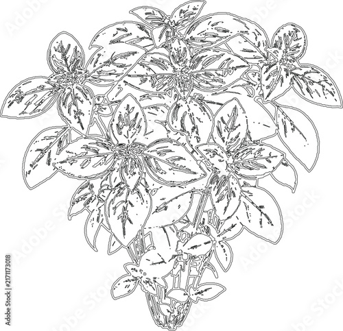 Fresh basil herb plant sketch