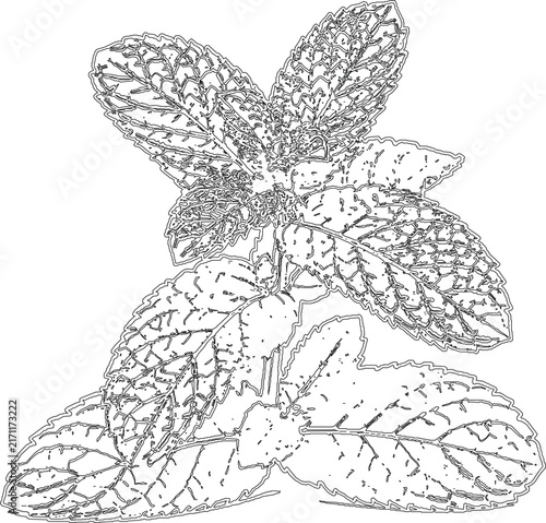 Fresh green mint plant leaves