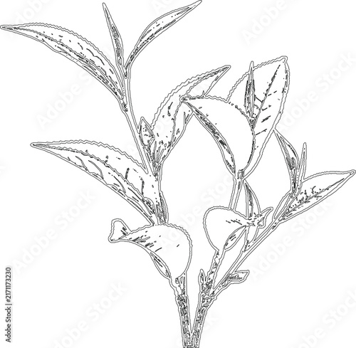 Fresh tea leaves branch sketch line art