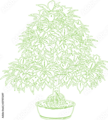 Green bonsai tree sketch outline