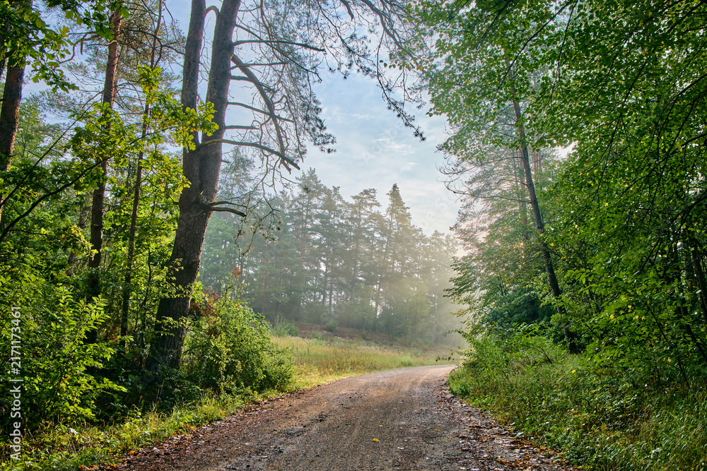 Obraz premium Sunlight beams through morning mist in a pine forest near Birkensee lake, Bavaria, Germany. Winding dirt road through scenic green woods in early day. Beautiful wild summer nature landscape.
