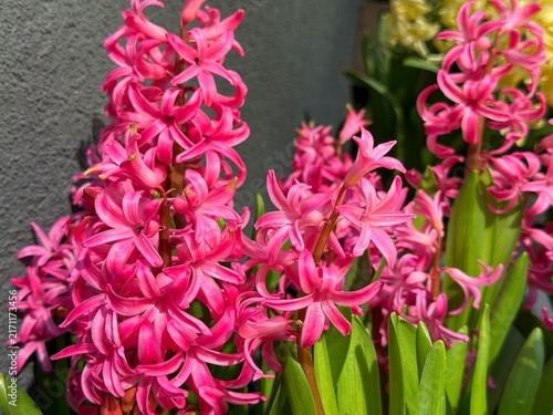 Foto Bright pink hyacinth flowers in spring