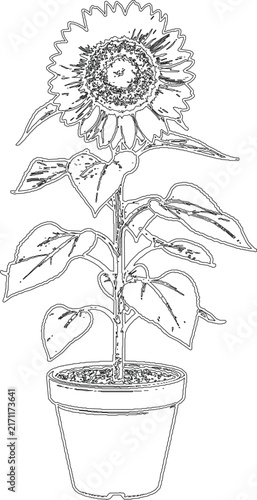 Sunflower in flower pot line art
