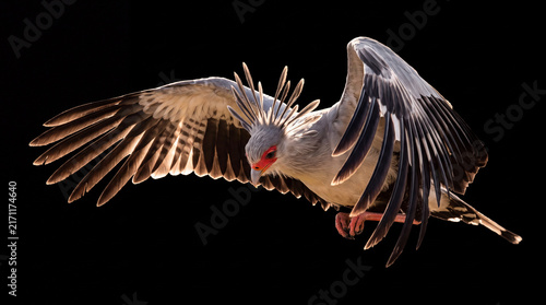 Majestic eagle flying with its wings fully extended against a dark background, highlighting detailed feathers, strength, freedom, and powerful wildlife movement.