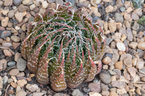 Close-up image of an Aristaloe aristata (Lace aloe)