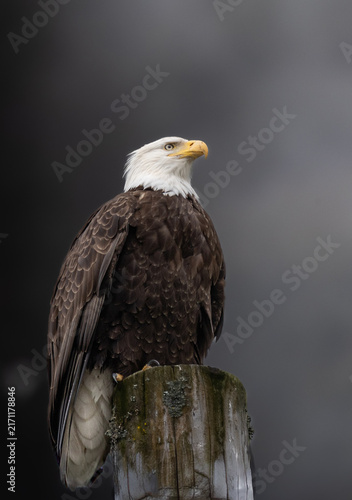 Majestic Bald Eagle keeping watch