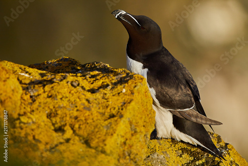 Foto Razorbill perched on bright yellow lichen above a seabird colony