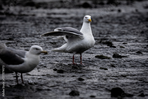 Seagull standing its ground.