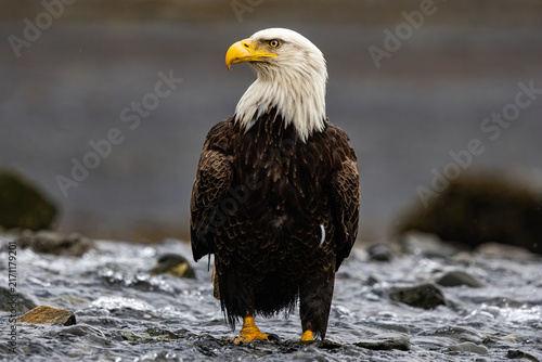 Bald Eagle watching over the shoreline of Resurrection Bay.