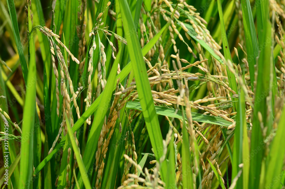 Obraz premium Raw organic rice stalks ready for harvest in farm meadow