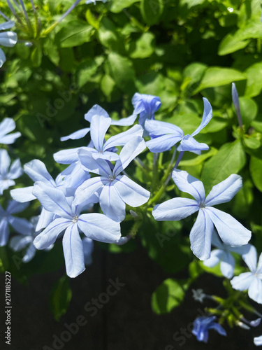 Obraz na plátně Close up of blue plumbago auriculata flowers on green leaves background