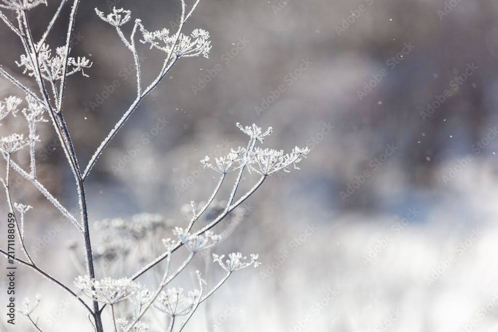 Naklejka premium Frost clings to delicate wild plant branches. Snowflakes drift softly in a wintry scene.