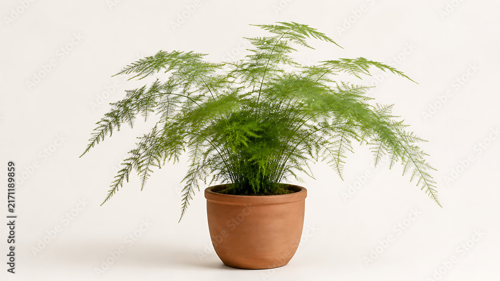 Fototapeta premium A lush green asparagus fern plant in a simple terracotta pot sitting on a plain white background, showing delicate feathery foliage and stems