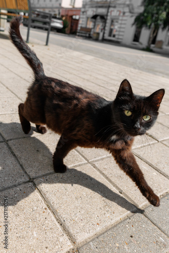 Photography Black cat strides across stone pavement
