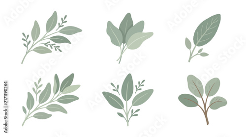 Minimalist botanical vector collection featuring six elegant green leafy branches and sage sprigs arranged in a clean layout isolated on white background
