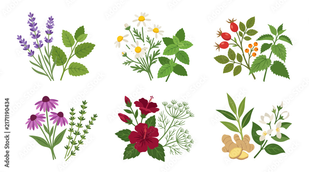 Naklejka premium Collection of organic medicinal herbs and blooming flowers set isolated on white background featuring lavender chamomile rosehip echinacea and hibiscus