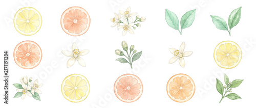 Citrus fruit watercolor slice set featuring lemon slices, orange grapefruit, white blossoms, green leaves isolated on black background for botanical design elements, floral pattern, tropical food art.