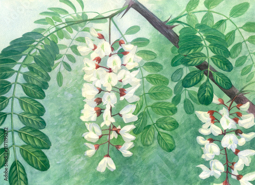 Fotografía Black locust watercolor hand painted illustration.