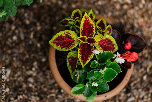 Coleus and begonia flowers growing in a terracotta pot
