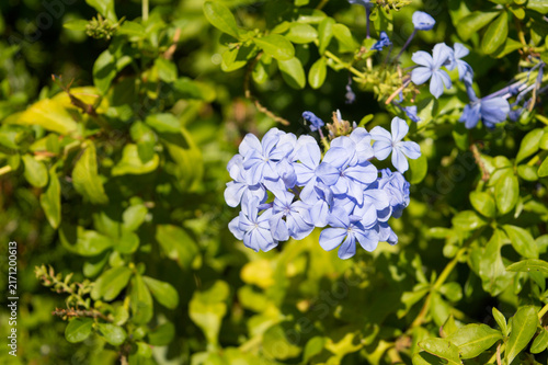 Konstfotografi Blue flowers of Cape plumbago (Plumbago auriculata) blooming on a Mediterranean