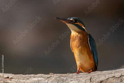 Common kingfisher Alcedo atthis perched in warm sunlight with copy space soft background Greece.