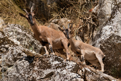 Wild goat mother with young kid on rocky mountain slope Greece.