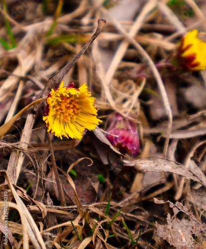 Foto Yellow Coltsfoot Flower Blooming on Forest Floor in Early Spring