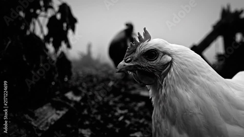 Black and white portrait of a white chicken in front of a rooster on a foggy day