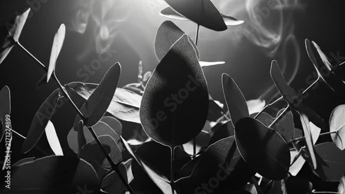 Black and white close up of eucalyptus leaves, back-lit with flowing light and shadows evoking calmness