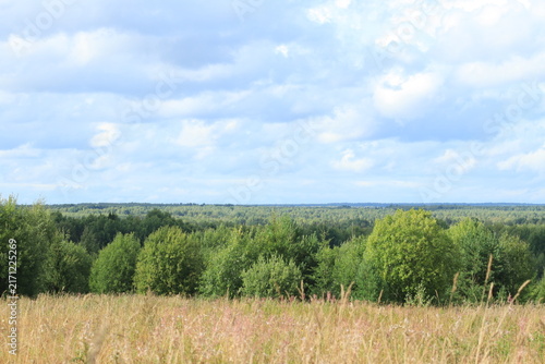 Quadro su tela Landscape of a field, forest, and blue sky on a summer day in late August