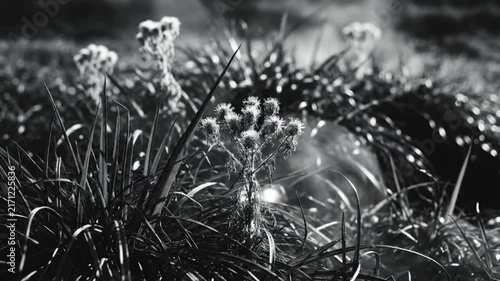 Black and white close up of wildflowers and tall grass with soft light and atmospheric effects creating a peaceful nature scene