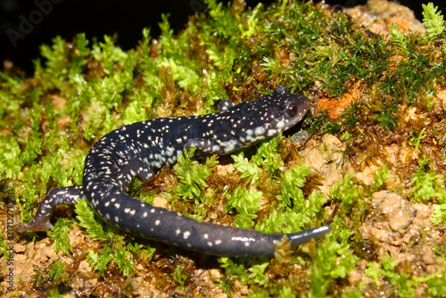 Fotografie Slimy Salamander (Plethodon glutinosus) on moss in Alabama