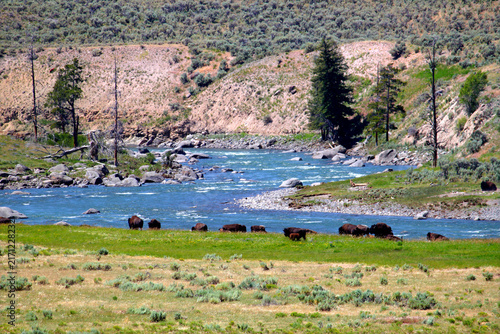 Canvas Print Herd of Bison along the banks of the Lamar River in Yellowstone National Park