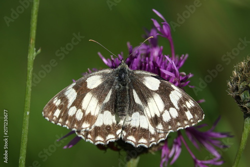 the marbled white butterfly (Melanargia galathea)