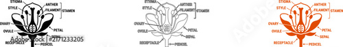 Medical brain and nervous system diagram with neuron details