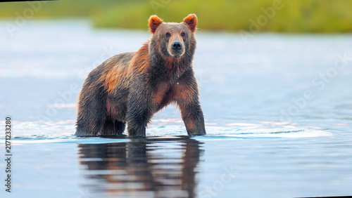 Kodiak Brown Bear standing in river, direct eye contact