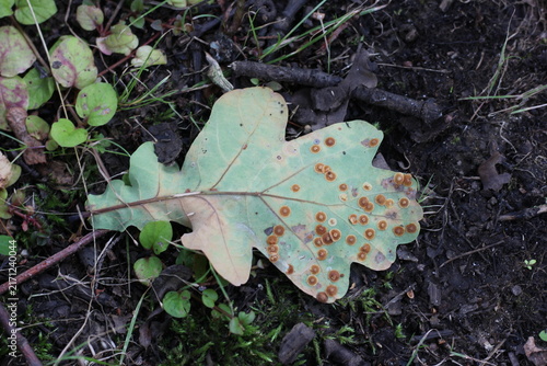 Fotografía A fallen oak leaf covered in rust-colored spots lies on the forest floor