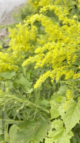 bees on goldenrod near a shoreline