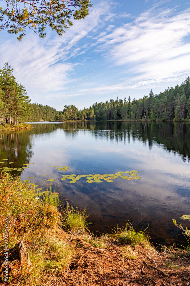 Fototapeta premium Tranquil forest lake with lily pads under a blue sky in Repovesi National Park, Finland. Scenic wilderness landscape featuring lush green pine trees reflecting on calm water, floating water lily leave