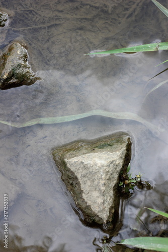 Принти на полотні Close-up shot of rocks partially submerged in murky water, with aquatic plant le