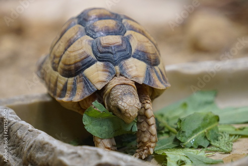 Принти на полотні Close up of an Egyptian tortoise (Kleinmann's tortoise or Testudo kleinmanni) ea